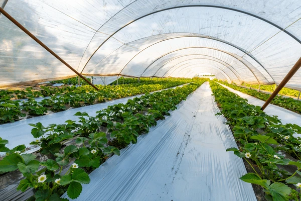 Agricultural greenhouse plastic film