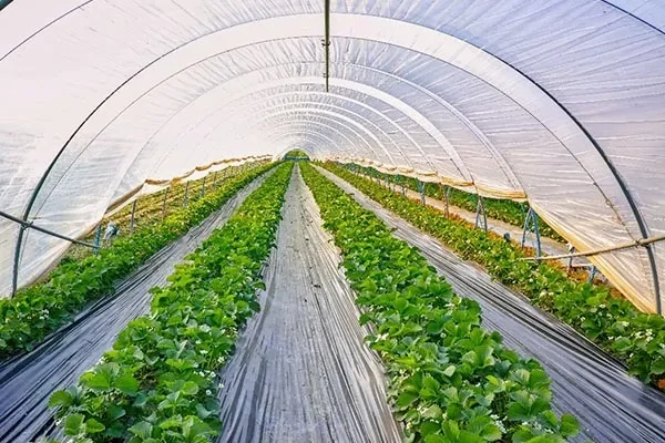 Agricultural-Plastic-Films